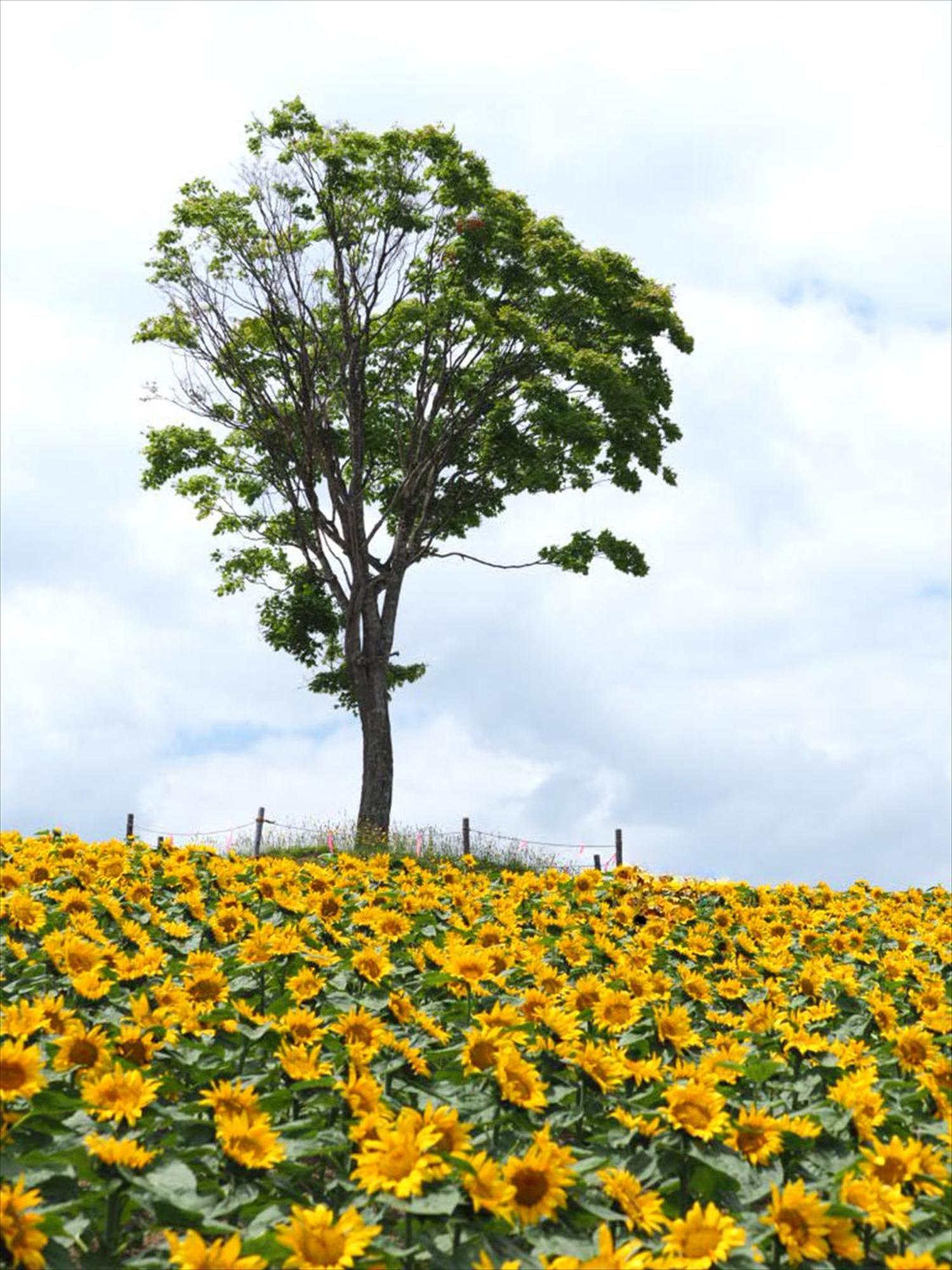 富良野市 ジャダンハウスヴィラ エクステリア 写真