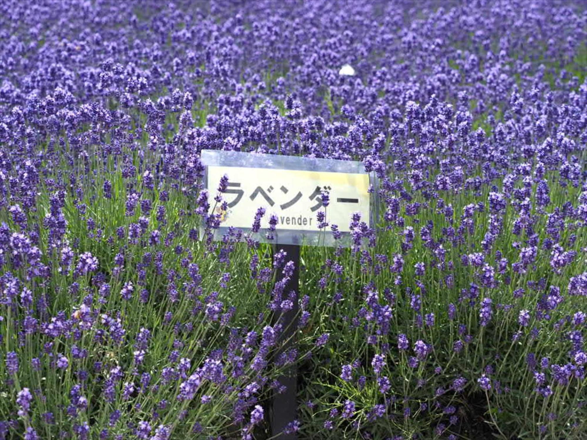 富良野市 ジャダンハウスヴィラ エクステリア 写真